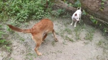 Sokak köpekleri ve köpek yavrusu çiftlikte eğleniyorlar..