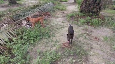 Sokak köpekleri ve köpek yavrusu çiftlikte eğleniyorlar..