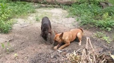 Sokak köpekleri ve köpek yavrusu çiftlikte eğleniyorlar..