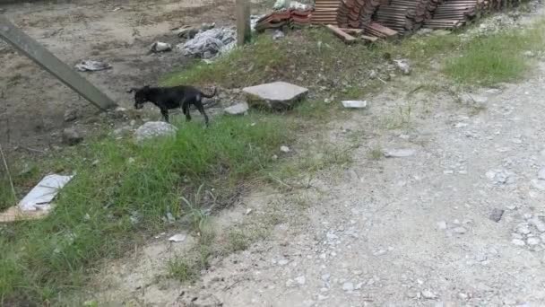 Verdwaalde Zwarte Pup Alleen Plantage — Stockvideo