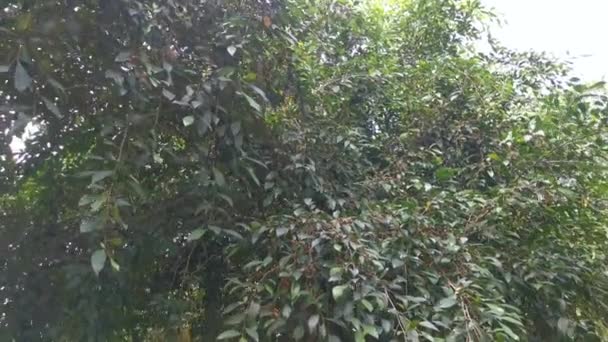 Ficus Microcarpa Foglia Suoi Frutti — Video Stock