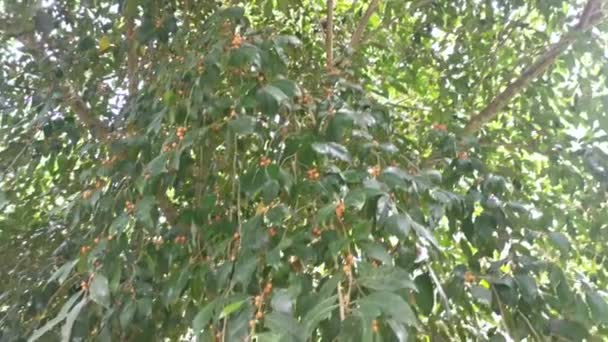 Φύλλα Ficus Microcarpa Και Φρούτα Του — Αρχείο Βίντεο