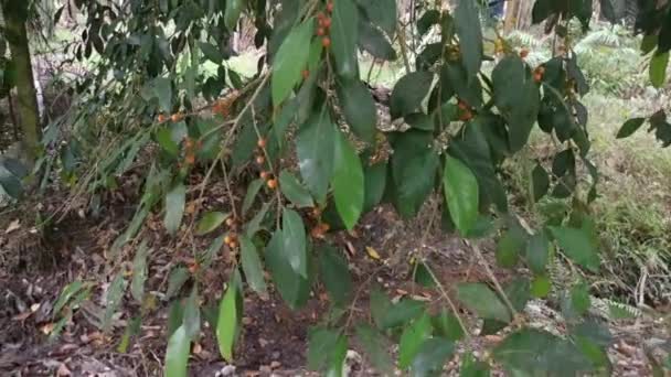 Ficus Microcarpa Sus Frutos — Vídeo de stock