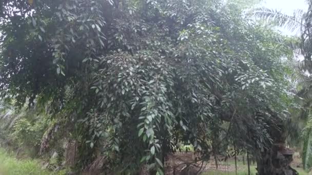 Leveles Ficus Microcarpa Gyümölcsei — Stock videók