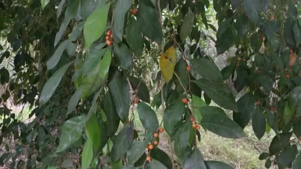 Folhosos Ficus Microcarpa Seus Frutos — Vídeo de Stock