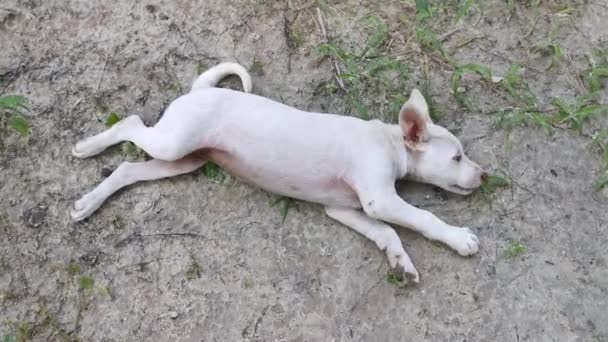 Stray Dogs Puppy Having Playful Time Plantation — Stock Video