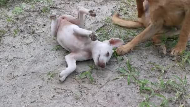 Cães Vadios Filhote Cachorro Tendo Tempo Lúdico Plantação — Vídeo de Stock