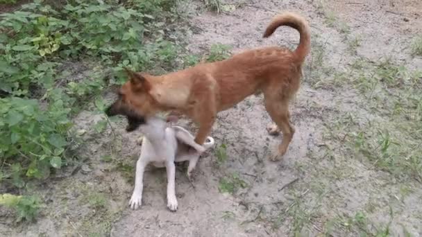 Cani Randagi Cucciolo Avendo Tempo Giocoso Alla Piantagione — Video Stock