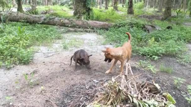 Cães Vadios Filhote Cachorro Tendo Tempo Lúdico Plantação — Vídeo de Stock