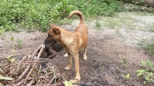 Αδέσποτα Σκυλιά Και Κουτάβι Έχουν Μια Παιχνιδιάρικη Στιγμή Στη Φυτεία — Αρχείο Βίντεο