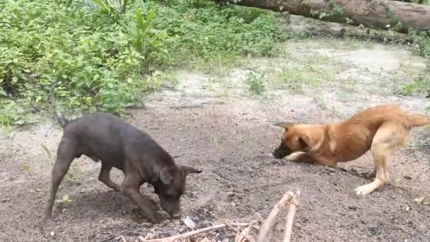 Бродячие Собаки Щенок Весело Проводят Время Плантации — стоковое видео