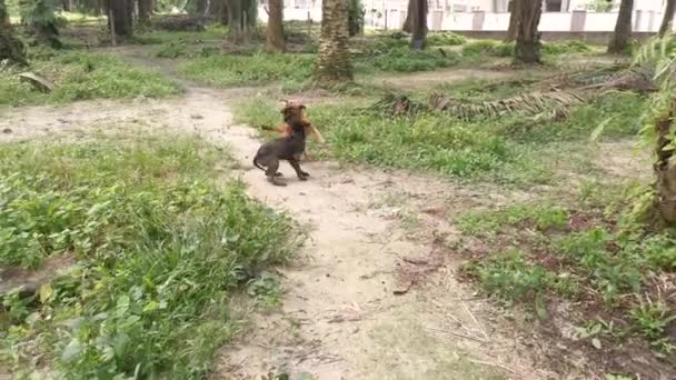 Αδέσποτα Σκυλιά Και Κουτάβι Έχουν Μια Παιχνιδιάρικη Στιγμή Στη Φυτεία — Αρχείο Βίντεο