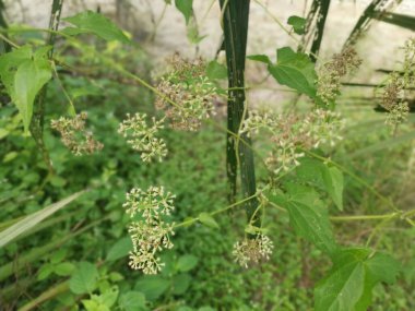 Vahşi çalılar mikania 'ya tırmanıyor, ot tarıyor.