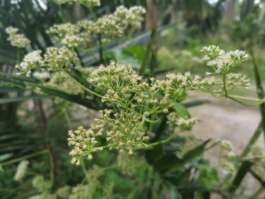 Vahşi çalılar mikania 'ya tırmanıyor, ot tarıyor.