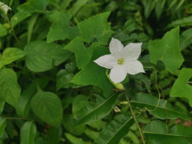 Yerde sürünen Coccinia grandis çiçeği bitkisi.