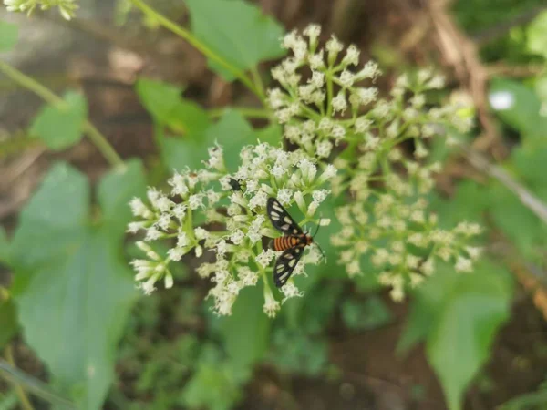 Silvestre Arbustiva Escalada Mikania Scandens Planta Malezas — Foto de Stock