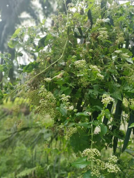 Dziki Krzew Wspinaczkowy Mikania Skanuje Roślinę Chwastów — Zdjęcie stockowe