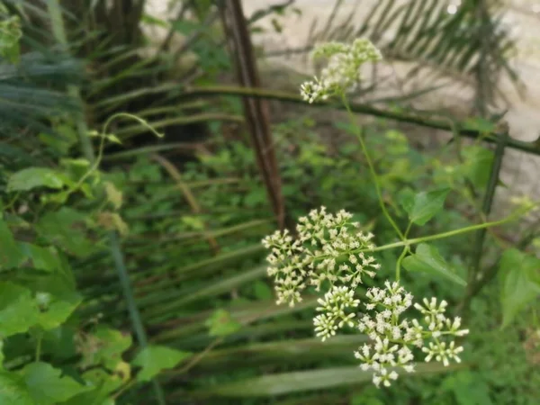 Silvestre Arbustiva Escalada Mikania Scandens Planta Malezas —  Fotos de Stock