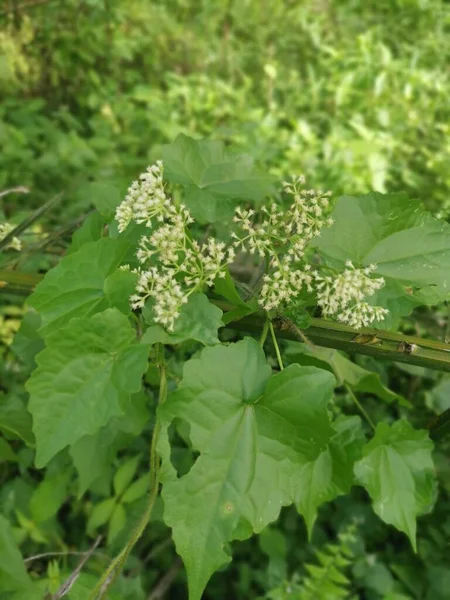 Wilde Bossige Klimmen Mikania Scandens Onkruid Plant — Stockfoto