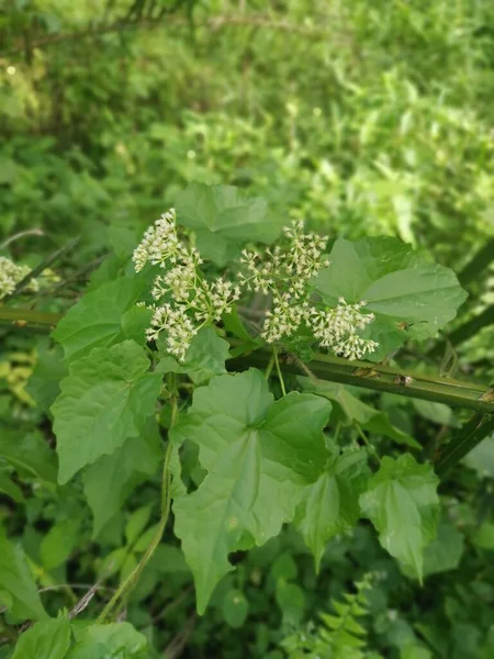 Silvestre Arbustiva Escalada Mikania Scandens Planta Malezas —  Fotos de Stock