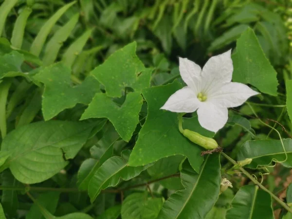 Rastejando Planta Flor Coccinia Grandis Chão — Fotografia de Stock