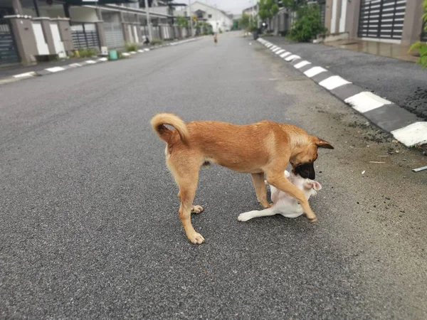 Kahverengi Sokak Köpeği Sokaktaki Beyaz Köpeğe Zorbalık Eder — Stok fotoğraf