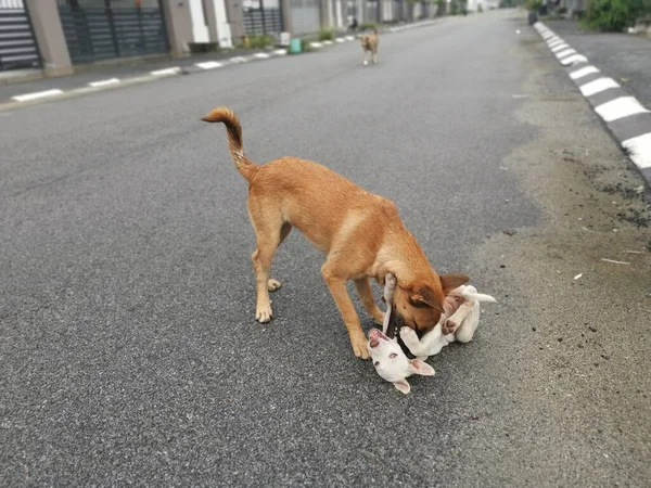 Brauner Streunender Hund Tyrannisiert Weißen Welpen Der Straße — Stockfoto