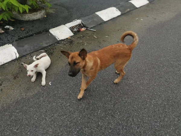 Bruine Verdwaalde Hond Pestkoppen Witte Pup Door Straat — Stockfoto