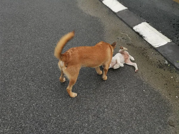 Brauner Streunender Hund Tyrannisiert Weißen Welpen Der Straße — Stockfoto