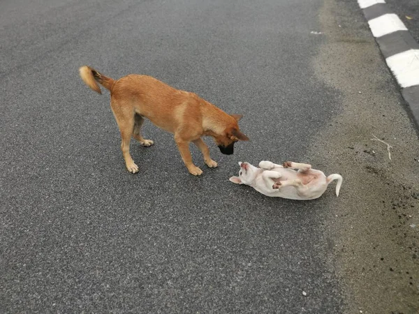 Brauner Streunender Hund Tyrannisiert Weißen Welpen Der Straße — Stockfoto