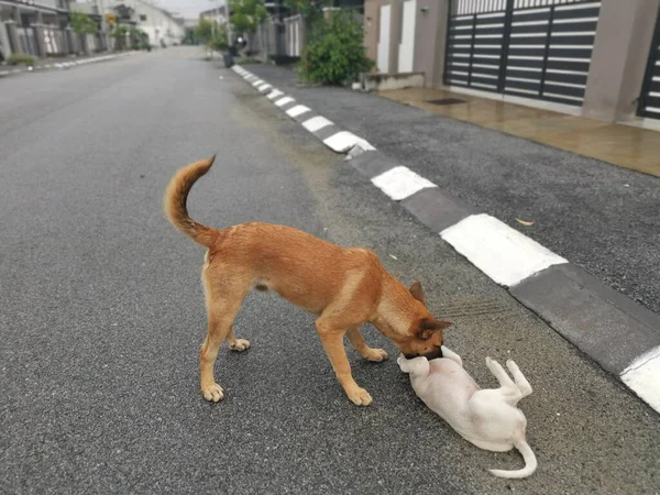 Brauner Streunender Hund Tyrannisiert Weißen Welpen Der Straße — Stockfoto