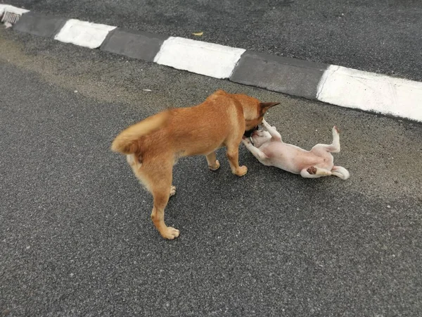 Brun Chien Errant Intimide Chiot Blanc Par Rue — Photo