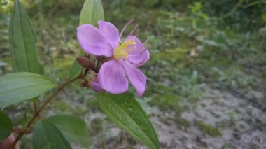 Vahşi mor melastoma malabathricum çiçeği