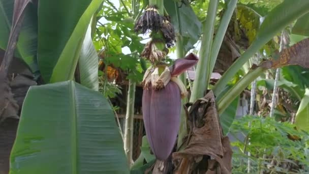 Cluster Banana Fruits Hanging Tree — Stock Video