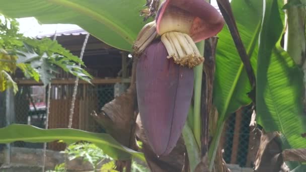 Cluster Banana Fruits Hanging Tree — Stock Video