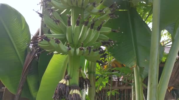 Σύμπλεγμα Των Φρούτων Της Μπανάνας Που Κρέμονται Στο Δέντρο — Αρχείο Βίντεο