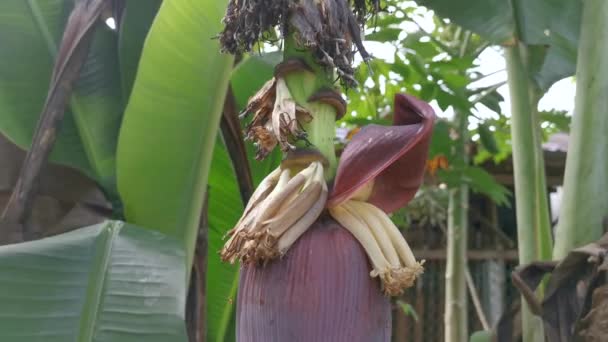 Cluster Banana Fruits Hanging Tree — Stock Video