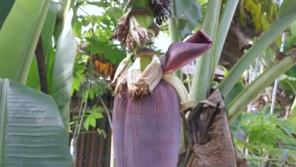 Aglomerado Frutos Banana Pendurados Árvore — Vídeo de Stock