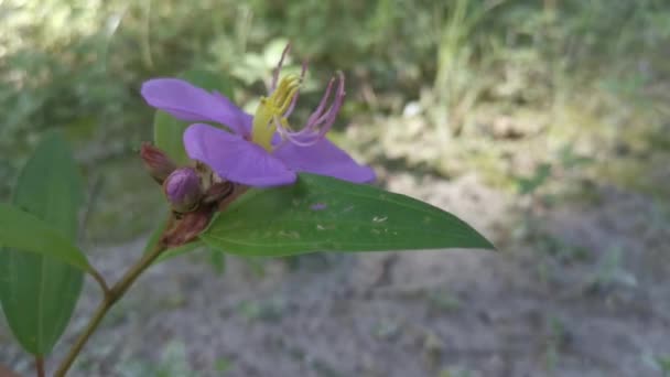 Άγριο Μοβ Μελάστωμα Φυτό Malabathricum Flower — Αρχείο Βίντεο