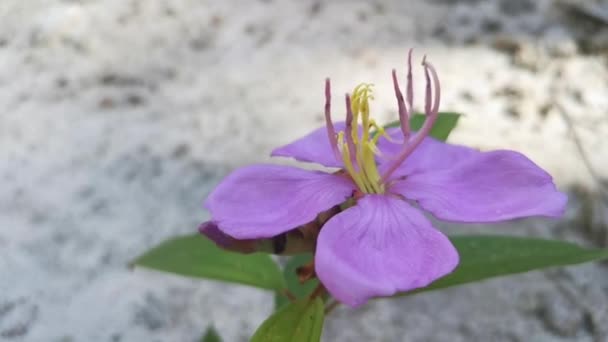 Wilde Paarse Melastoma Malabathricum Bloem Plant — Stockvideo