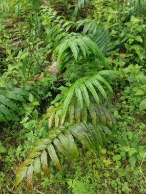 yabani yapraklı blechnum oksidentale eğreltiotu filizleri