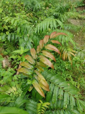 yabani yapraklı blechnum oksidentale eğreltiotu filizleri