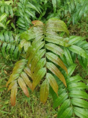 yabani yapraklı blechnum oksidentale eğreltiotu filizleri