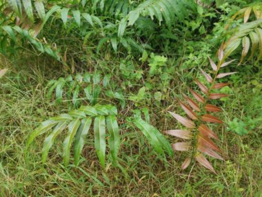 yabani yapraklı blechnum oksidentale eğreltiotu filizleri