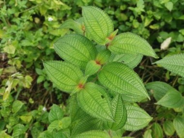 Klidemia hirta bitkisinin vahşi çalıları