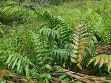 yabani yapraklı blechnum oksidentale eğreltiotu filizleri
