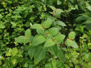 Klidemia hirta bitkisinin vahşi çalıları
