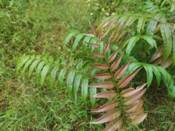 Broto Folhoso Selvagem Blechnum Occidentale Samambaia — Fotografia de Stock