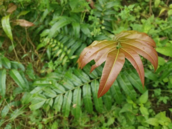 Brote Hojas Silvestres Helecho Blechnum Occidentale —  Fotos de Stock