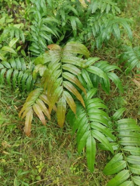 Dzikie Liściaste Pędy Paproci Occidentale — Zdjęcie stockowe